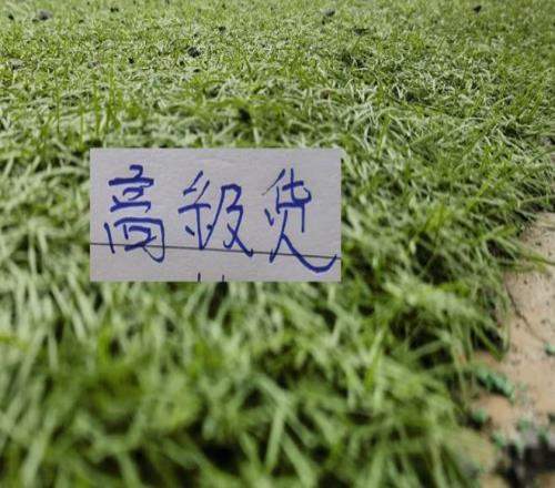詹姆斯父子,成为联盟史,上第一对同,太阳城,太阳城娱乐,太阳城app,太阳城赌场
